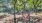 a playground with trees and a slide
