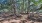 a dirt path with trees on either side of it