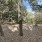 An outdoor view and path to each home with trees